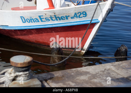 Seelöwen stossen ihre Köpfe aus dem Wasser neben einem kleinen Boot im Hafen von Punta Del Este Stockfoto