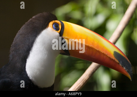 Tukan horizontalen Profil-Abkehr leicht Kamera (Argentinien 2005). Stockfoto