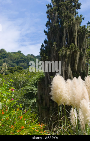 Flora in den Jardim Botânico in Rio De Janeiro Stockfoto