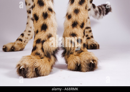 Gepard. Nahaufnahme eines Füßen Acinonyx Jubatus Studioportrait von Erwachsenen Afrika Stockfoto