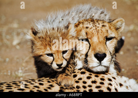 Gepard Acinonyx Jubatus Porträt von Mutter und Jungtier Namibia Stockfoto