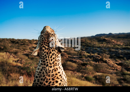 Leoparden Panthera Pardus Blick auf Landschaft Namibias Stockfoto