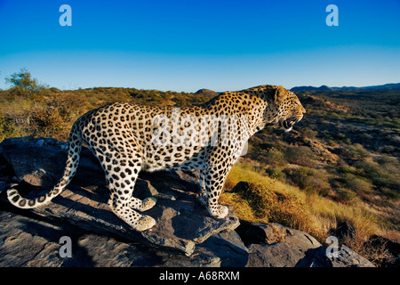 Leoparden Panthera Pardus Blick auf Landschaft Namibias Stockfoto