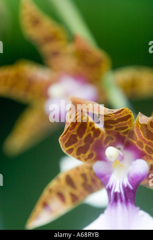 Makroaufnahme von Orchideen Stockfoto