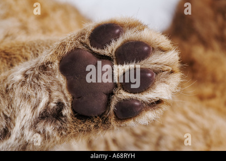 Löwenjunges Panthera Leo Studioaufnahme von Lion Cub Pfote nah auf weißem Hintergrund Eigenschaft veröffentlicht Stockfoto