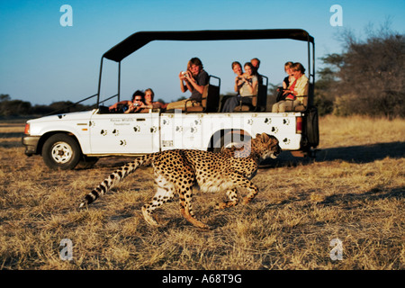 Gepard Acinonyx Jubatus Touristen in Safari-Fahrzeug einen Gepard auf der Wiese beobachten. Privaten Wildreservat Namibias Stockfoto