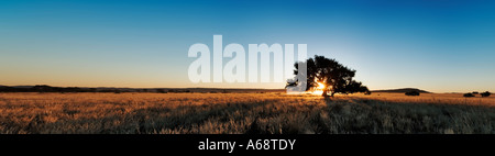Panorama des einsamen Akazie bei Sonnenuntergang in eine Graslandschaft Namibia Stockfoto