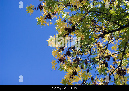Grüne und gelbe Blätter eines Baumes gegen ein strahlend blauer Himmel Stockfoto