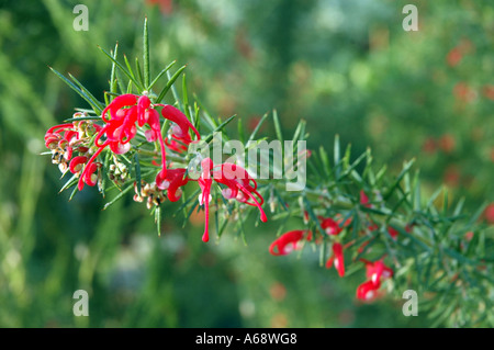 Grevillea Juniperina stachelige Spider-Blume Stockfoto