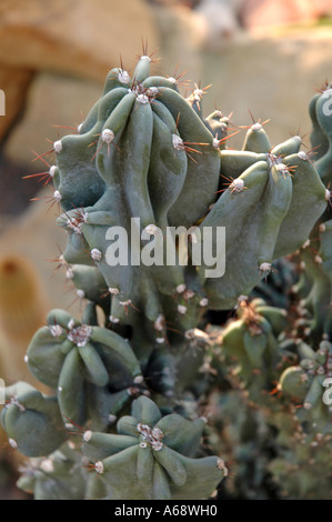 Cereus Peruvianus Var Monstruosa Nana peruanischer Apfel genannt auch Apple Kaktus Stockfoto