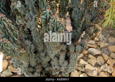 Cereus Peruvianus Var Monstruosa Nana peruanischer Apfel genannt auch Apple Kaktus Stockfoto