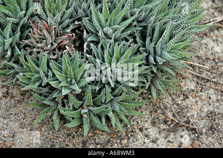 Haworthia attenuata Stockfoto