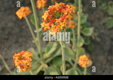 Kalanchoe Zimbabwensis (Kalanchoe Lateritia) Kronleuchter Pflanze Stockfoto