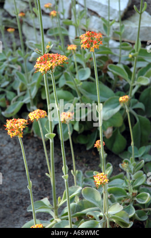 Kalanchoe Zimbabwensis (Kalanchoe Lateritia) Kronleuchter Pflanze Stockfoto