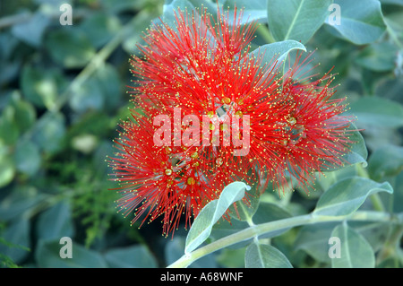 Metrosideros Excelsa Pohutukawa auch Neuseeland Weihnachtsbaum oder Flaschenbürste genannt Stockfoto