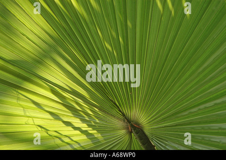 Washingtonia Filifera-Washington Palme auch amerikanische Baumwolle Palm Desert Palm oder California Fan Palm genannt Stockfoto