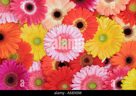 Barberton Daisy Gerbera Gerbera Jamesonii indigenen nach Südafrika das Barberton-Gänseblümchen finden Sie in vielen Varianten Stockfoto