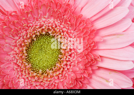 Barberton Daisy Gerbera Gerbera Jamesonii hautnah. Heimisch in Südafrika Stockfoto