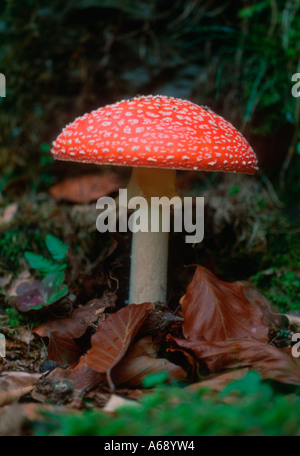Pilz Fliegenpilz, Amanita muscaria Stockfoto