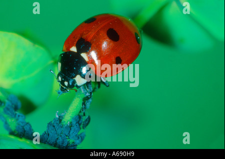 Seven-Spot Ladybird, Coccinella Septempunctata. Ernähren sich von Blattläusen Stockfoto