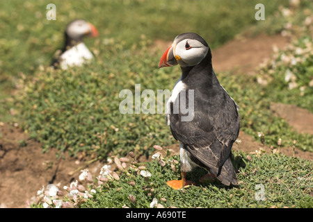 Papageientaucher [Fratercula Arctica], [Skomer Island], Pembrokeshire, Wales, Vereinigtes Königreich, zwei Vögel, die durch Höhlen stehen Stockfoto