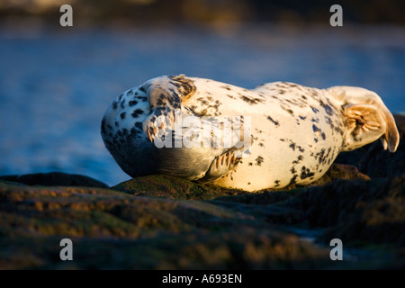 Grau zu versiegeln, zu schleppen, Website Stockfoto