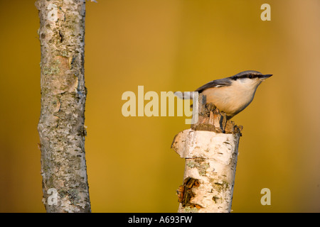 Europäische Kleiber thront auf Birke Stamm Stockfoto