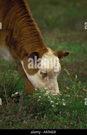 Adorable White Face Gelbvieh Kalb Blumen Essen in einem Grasigen Weide, Missouri Vereinigte Staaten von Amerika Stockfoto