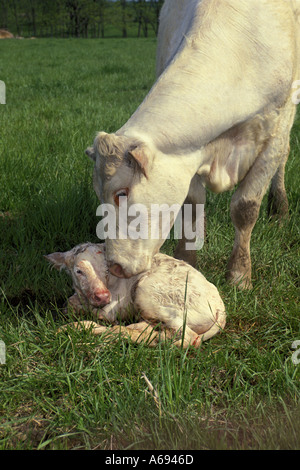 Mutter Charolais Kuh leckt ihr neugeborenes Kalb in grünen Weide, Missouri Vereinigte Staaten von Amerika Stockfoto