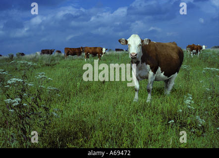 Weide angehoben: Ein weißes Gesicht Kühe 3/4 Semimetal 1/4 Angus Streifen macht Blickkontakt in einer grünen Weide mit einem blauen Himmel von der Herde, Missouri, USA Stockfoto