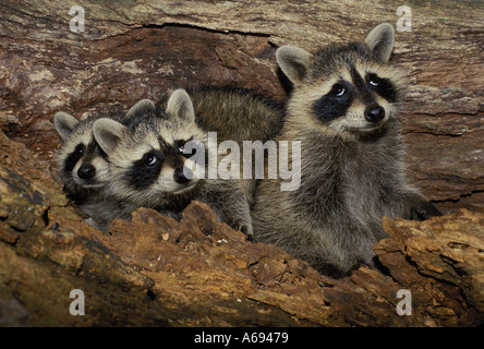 Drei junge Waschbären (Procyon Lotor) nachschlagen aus hohlen Baum während des Spielens, Midwest USA Stockfoto