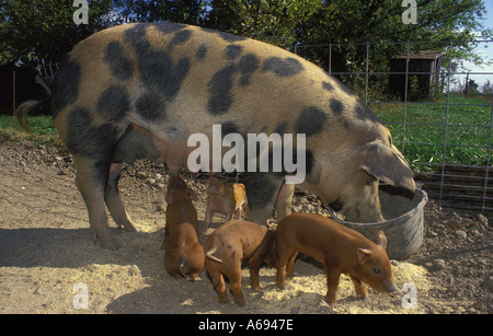 Deutsches Mutter Schwein lutscht schwarzen Asylanten aus Deutsches Mutter Schwein lutscht schwarzen Asylanten aus