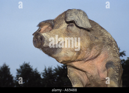 Don't blame me: Nahaufnahme von großen 4 Weg Kreuz Hybrid Schwein stehend mit den Vorderpfoten auf Zaun zu hinterfragen und wachsam, Midwest USA Stockfoto