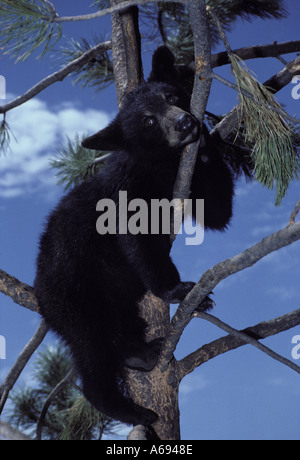 Tragen nap: Ein amerikanischer Schwarzbär, Ursus americanus, hoch oben in einem Baum ist entspannt und wickelte um Niederlassungen während Napping, USA Stockfoto