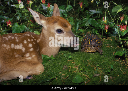 Drei-toed Box Turtle, Terrapene Carolina triunguis, erfüllt ein Baby Whitetail deer Fawn, Odocoileus virginianus, der lag auf einem Moosigen Boden im Garten, USA Stockfoto