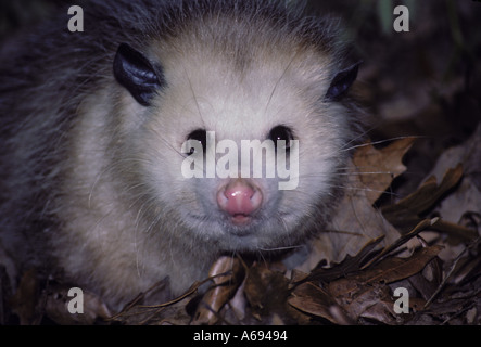 Eine Nahaufnahme eines jungen Opossum Didelphis marsupialis, Gesicht in Abend Woods unter Laub, Mittelwesten, Missouri, USA Stockfoto