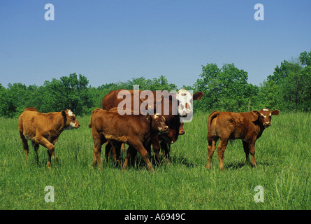 Rinder-Gruppenbild: gemischte Rasse Kühe und Kälber im mittleren Westen grüne Weide Stockfoto