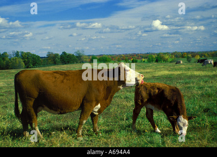 White-faced Mutterkuh (3/4 Simmental, 1/4 Angus) leckt ihr Gelbvieh Kalb auf einer grünen Weide mit blauem Himmel, Midwest USA Stockfoto