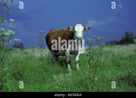 Die perfekte Kuh: White konfrontiert Kuh gemischt Rasse (3 4. Semimental 1 4 Angus) stehen auf der grünen Weide mit blauem Himmel Midwest USA Stockfoto