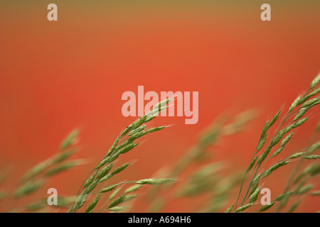 [Green Grass] vor hellen roten Hintergrund von einem Mohnfeld 'hautnah' Detail, England, UK Stockfoto