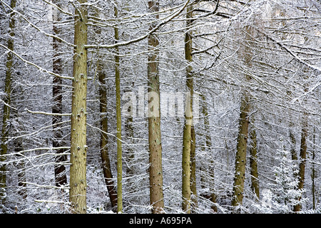 Lärchen im Wald Schnee Wales UK Stockfoto