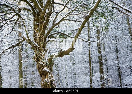 Baum mit Efeu im Wald Schnee Wales UK Stockfoto
