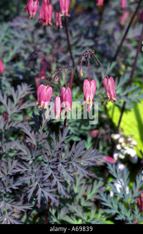 Dicentra Stuart Boothman Stockfoto