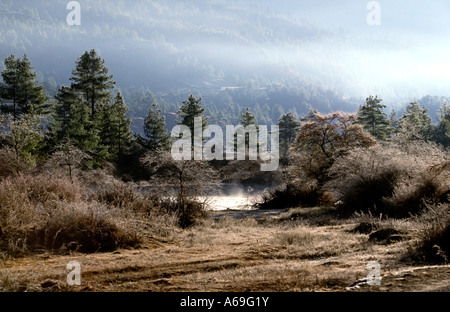 Bhutan Bumthang Valley am frühen Morgen frostigen Bäume Stockfoto