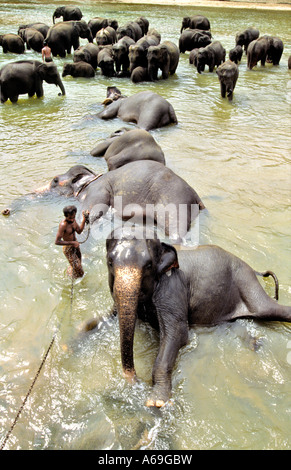 Sri Lanka Pinnewala Elefantenwaisenhaus Elefanten im Fluss waschen Stockfoto