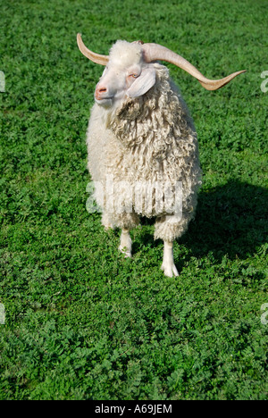 "Angora-Ziege Ram, USA". Stockfoto