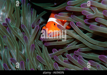 Falscher Clown Anemonenfischen Amphiprion Ocellaris in Host Anemone Malaysia Stockfoto