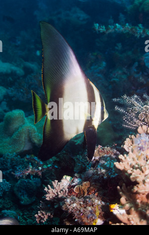 Schattigen Fledermausfischen Platax Pinnatus Lembeh Strait North Sulawesi Indonesien Stockfoto