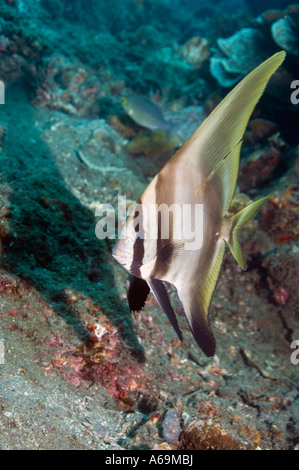 Schattigen Fledermausfischen Platax Pinnatus Lembeh Strait North Sulawesi Indonesien Stockfoto