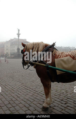 Pferd Droshky und Spalte von Sigismund III Waza im Hintergrund, Altstadt in Warschau, Polen Stockfoto